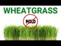 How to grow wheatgrass  pet grass with no mold step by step
