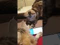 🐾🐱 🎣 🐠 🐟 🐱 🐾😄