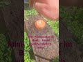 Mini-Komposter im Beet - kennt wahrscheinlich jeder! Aber spätestens jetzt! #garten #kompost #düngen