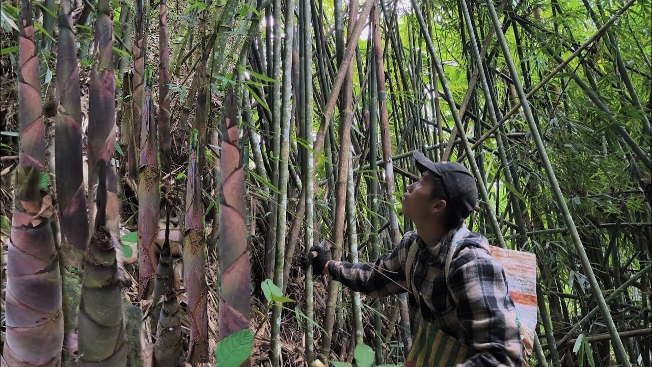 Harvesting bamboo shoots, bamboo shoots grow a lot after a heavy rain 