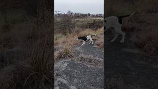 English Pointer Kuta Point Py
