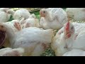 Malapit kanagarex tv2chicken farming views virals like cute cooking