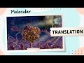 Translation Protein Synthesis Molecular Biology