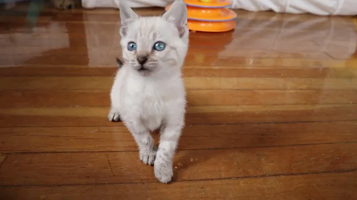 Watch the video about Kix6wksp