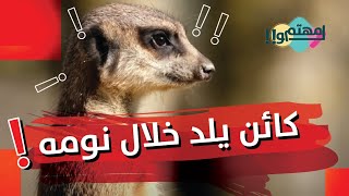 اغرب عادات الحيوانات والطيور من عالم الحيوان