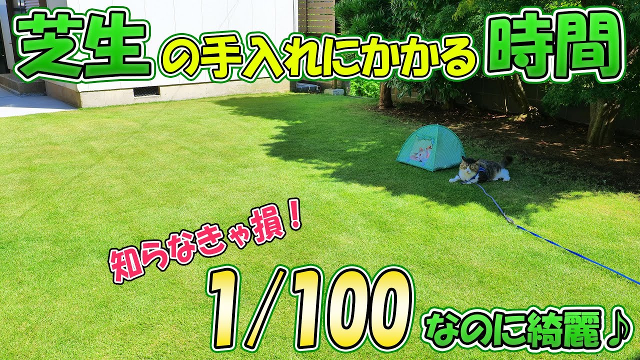 芝生の手入れ時間1/100なのにこんなに綺麗！雑草、水やり、刈り込みの超時短管理方法！【除草剤シバゲン＆殺虫剤フルスウィングの効果を検証】