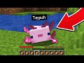 MINECRAFT TAPI AKU DIKUTUK JADI AXOLOTL !!