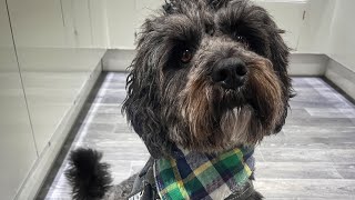 A day in the life with a dog: cockapoo daily routine with 9-5 job