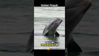 The Irrawaddy Dolphin