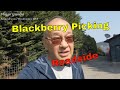 Blackberry Picking in Fox Island, Washington Roadside