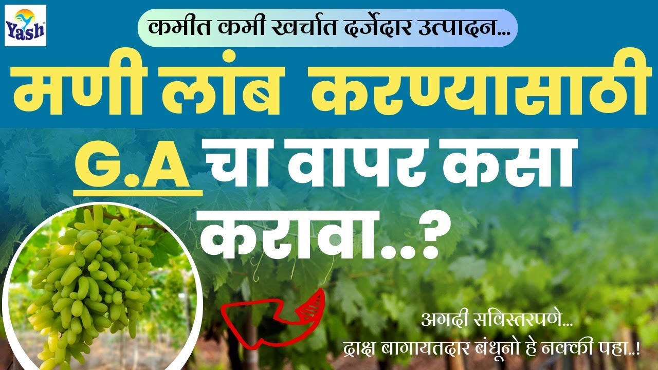 द्राक्ष बागेचे मणी लांब करण्यासाठी GA चे शेड्यूल | गोडीबहार | #द्राक्षे @VijayKumbharYashAgroLab