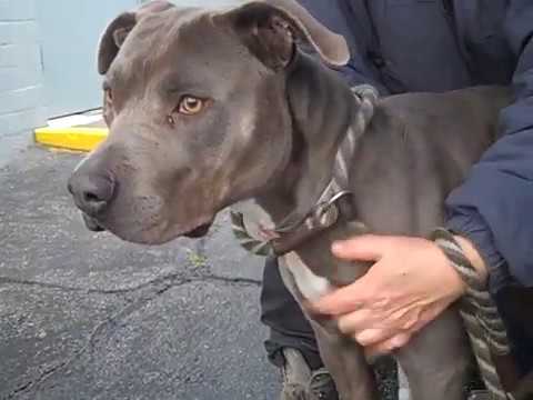 weimaraner terrier mix