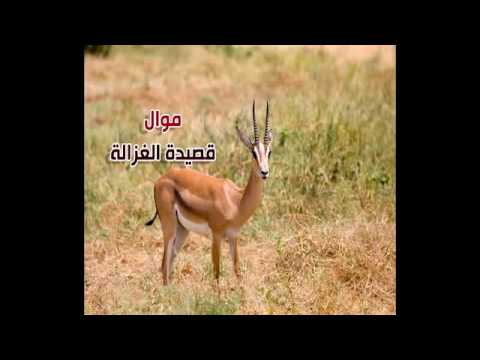 موال قصيدة الغزالة الغزالة