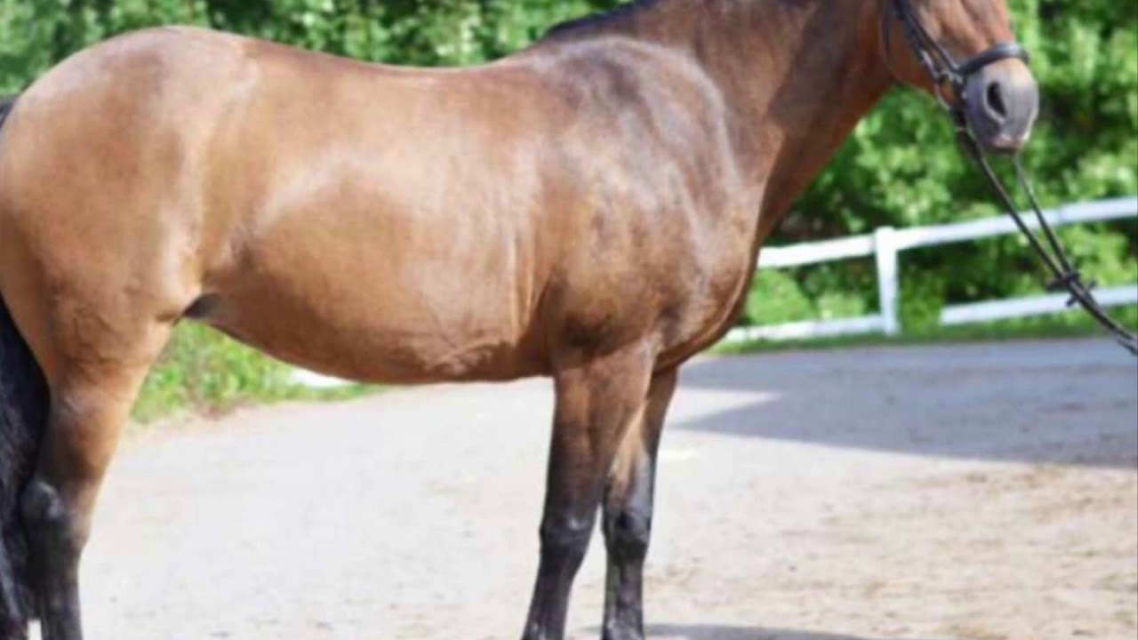 Till minne av Annabell 👼Borta men aldrig glömd🖤