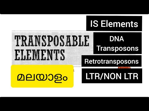 Video: Apa tujuan transposon?