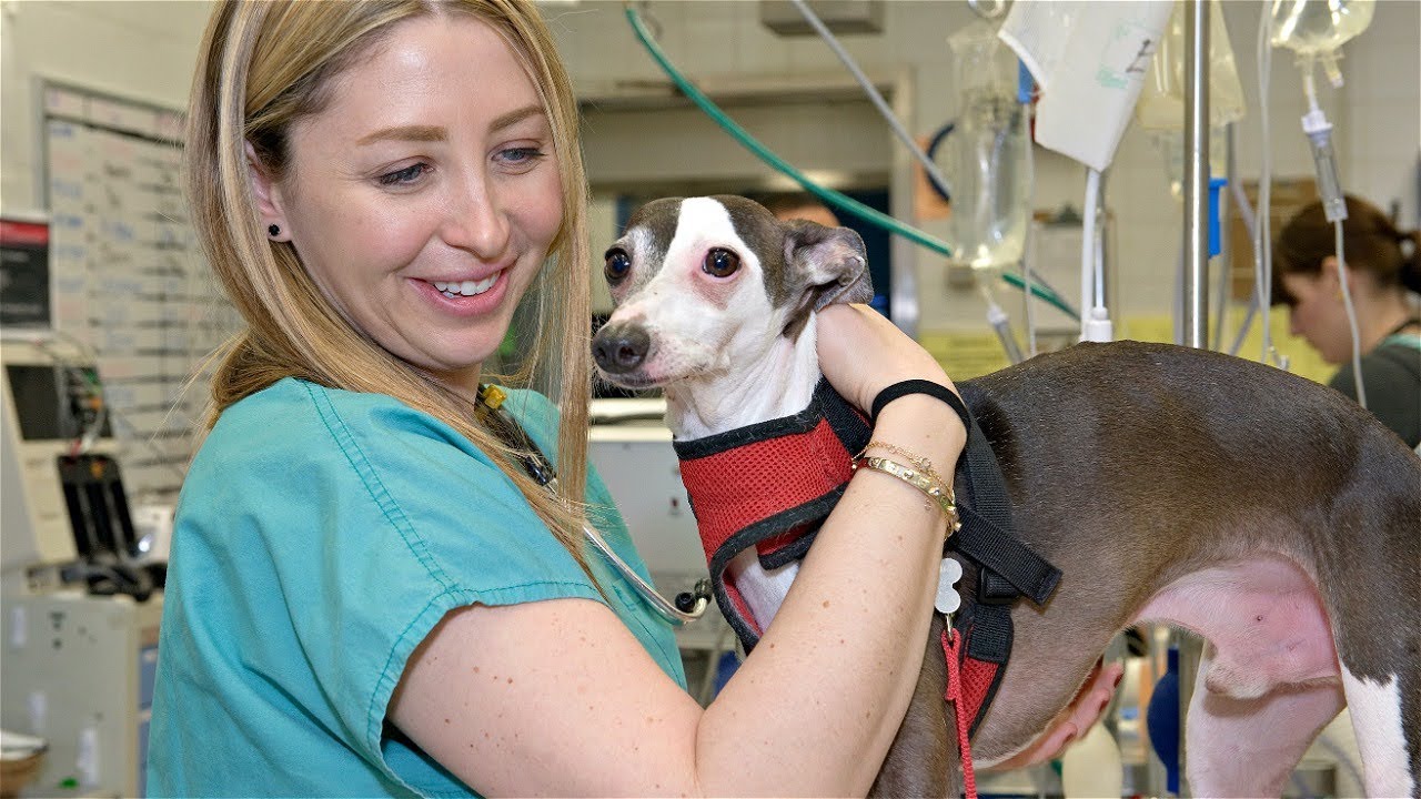 Carly Fox - The Animal Medical Center