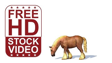 Free Stock Videos – horse resting and grazing on white background with shadows