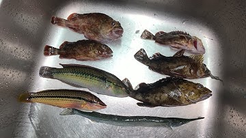 Ngày thứ 2 đi câu lure cá cam, vừa nghe mùi móm là đổi phương án 2 cắt móm ngay và liền | GĐCT