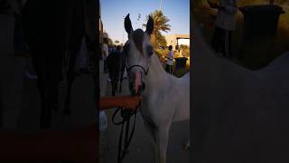 Arabian Horse Beautyمهرجان الكويت الدولي للخيول 2025