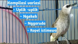 Trucuk gacor || Kompilasi variasi ngekek, Nggaruda, dan Ropel istimewa...