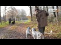 Chiens de chasse en Vienne