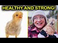 Get started with baby chicks today its easy