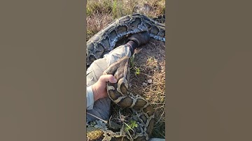 巨大な頭！ #python #snake #foryou #fyp #fypシ #explore #explorepage #foryoupage #shorts #florida