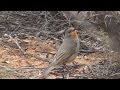 Red lored whistler pachycephala rufogularis clip 11 tim siggs abvc