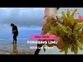 Foraging Limu With Lei Wann