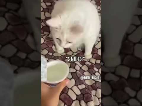 Cat throwing up