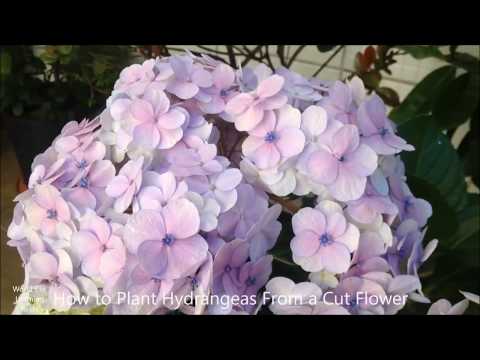 Video: Pse Hydrangea Nuk Lulëzon? Pse Hydrangea Jep Vetëm Gjeth Dhe çfarë Të Bëni Në Lidhje Me Të? Si Të Arrini Një Lulëzim Të Mrekullueshëm Në Kopsht?