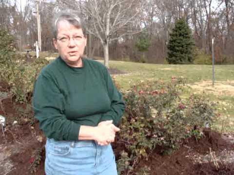 Rose Winterizing With Wanda of the Tri County Rose Society