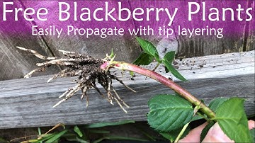 Free Blackberry Plants with Tip Layering