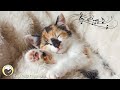 Music to Calm Cats - Relaxing Music with Cat Purring Sounds