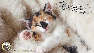 Music to Calm Cats  Relaxing Music with Cat Purring Sounds