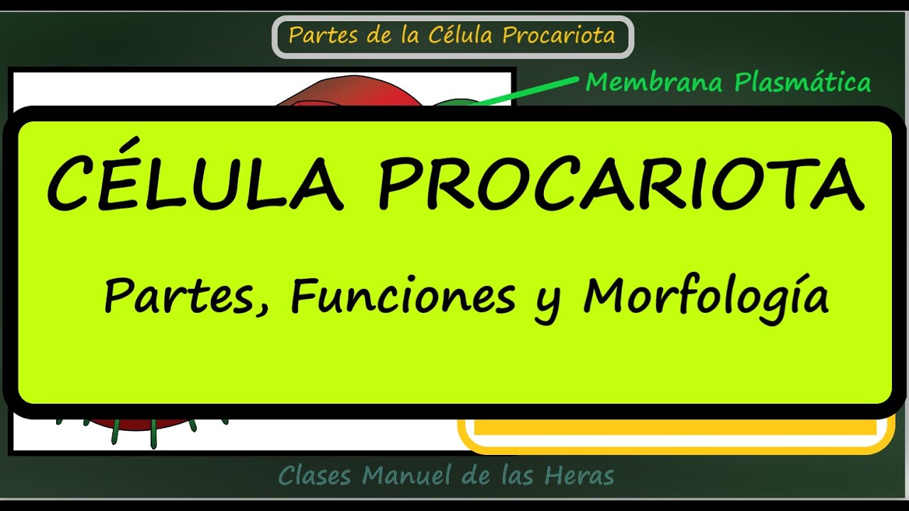 la-c-lula-procariota-partes-y-funciones-morfolog-a-bacterias