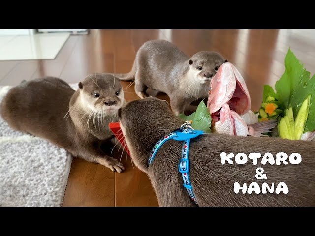 カワウソコタローとハナ 双子のコムギ登場！久しぶりの再会にハナの反応は！？　The Twin Otters Long-Awaited Reunion