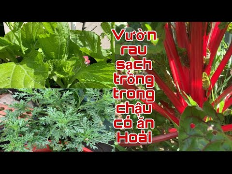 Video: Vitamin Từ Rừng, Vườn Và Vườn Rau