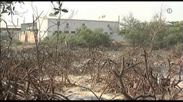 VTC14_Xác định nguyên nhân cá chết hàng loạt trên sông Chà Và