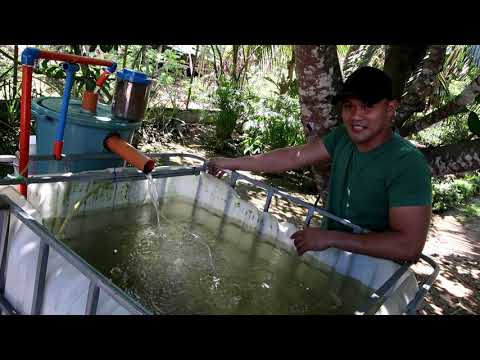 Tilapia basic tips (tagalog)