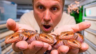 CUTE BABY SKINK LIZARDS BORN LIVE!! FIRST OF THE YEAR!! | BRIAN BARCZYK