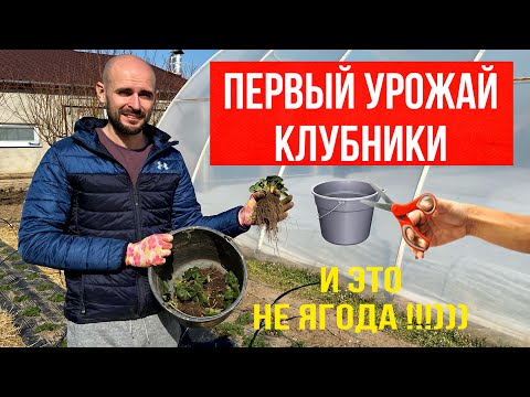 Первый урожай клубники,и это не ягода )))