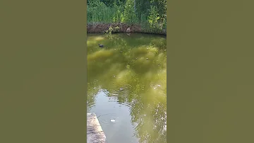 Голодные 