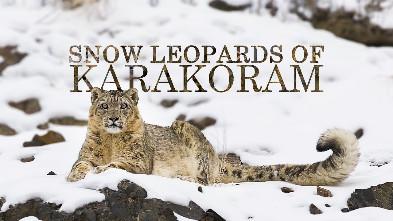 ⁣The Future of Snow Leopards | Snow Leopard Documentary