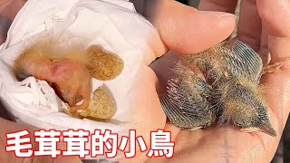 Hatching a little furry bird from a small mouth