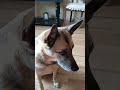 Демонстративно игнорит,не отзывается.#животные  #remix#funnydogs