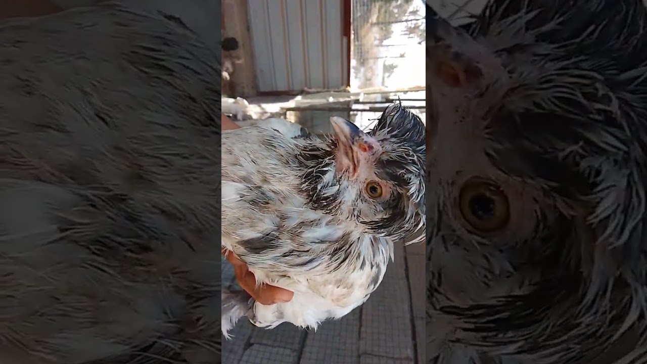 ٢٠ شباط ٢٠٢٦