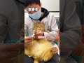 【#猫咪叫不苦】不苦:妈妈酱我真的不敢吱声啊!论皮肤的重要性哈哈哈哈哈#萌宠成精了 #猫咪的迷惑行为 image