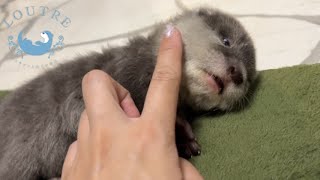 Why Did the Baby Otter's Eyes Turn White?!