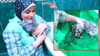 طريقة تحميم القطط (لونا)| How to bath your cat!😂💗👽